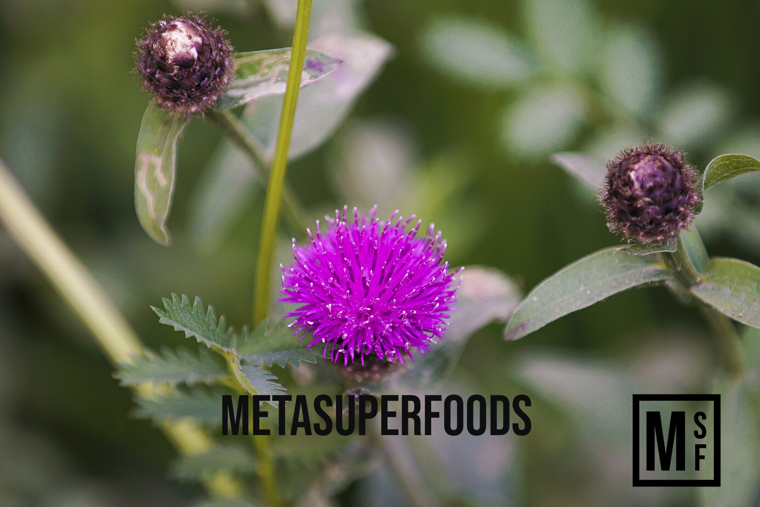 DANDELION AND BURDOCK HIGH STRENGTH 120 CAPSULES PREMIUM VEGAN